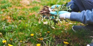 Jardin : les amendes en cas de non respect de l'OLD seront-elles prochainement augmentées ?