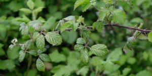 Ronce : cet arbuste de votre jardin aux multiples bienfaits 