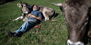  Suisse : un référendum sur le sort des vaches