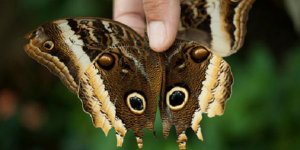 Le mystère des "yeux" dessinés sur les ailes des papillons résolu ?