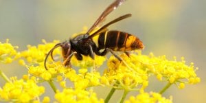 Attaque de frelons asiatiques en Bretagne : une morte et quatre blessés