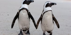 Que faire du pingouin ? 