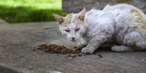 Chats et chatons congelés, jetés à la poubelle : le procès de la "maison de l'horreur"