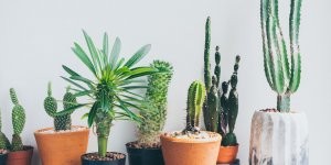 10 plantes pour la maison qui n'ont pas besoin d'eau