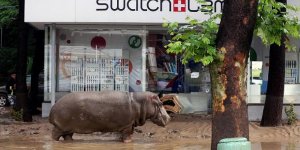 Inondations en Géorgie : les animaux d'un zoo errent dans les rues