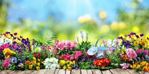 Sécheresse : 8 fleurs de jardin résistantes au climat sec 