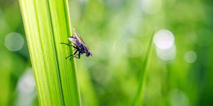 Mouches dans la maison : les 10 plantes pour les faire fuir de chez vous