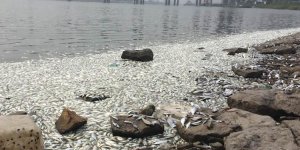 PHOTOS : des milliers de poissons morts après l'explosion de Tianjin