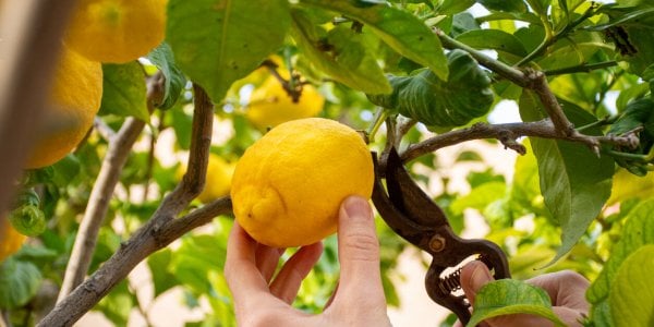 Ce geste essentiel en mars pour préserver votre citronnier et assurer une belle récolte