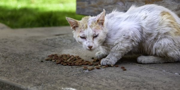 Chats et chatons congelés, jetés à la poubelle : le procès de la "maison de l'horreur"