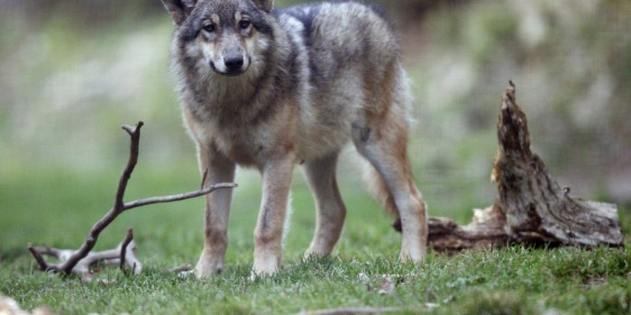 Aisne : des "loups hybrides" rôdent-ils dans le département ?