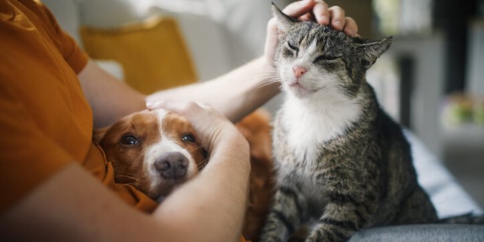 Proposition de loi : vos chats et chiens, pourraient bientôt pour coûter moins chers