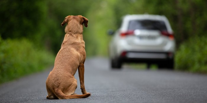 Que deviennent les animaux abandonnés l’été ? 