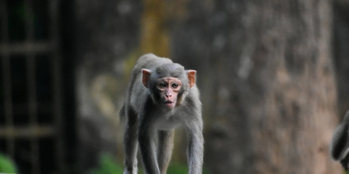 Une bande de singe sauve une petite fille d'une agression sexuel 