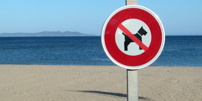 Lourde amende pour les propiétaires de chien cet été : ce qu'il faut savoir