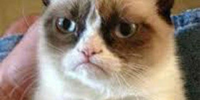 Grumpy Cat Bientot Star De Cinema