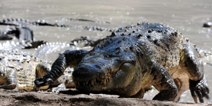 Les restes d un chasseur retrouv s dans le ventre d un crocodile