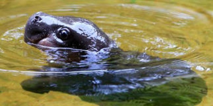 Mignon Regardez Obi Un Bebe Hippopotame Nain Prendre Son Premier Bain Dans Le Grand Bassin