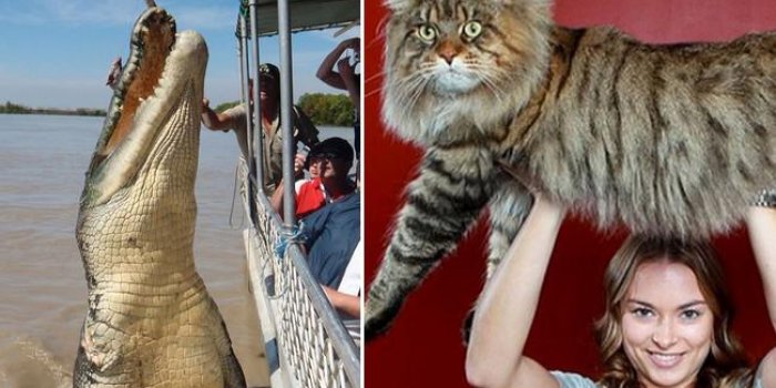 Impressionnant Découvrez 20 Des Plus Gros Animaux Du Monde