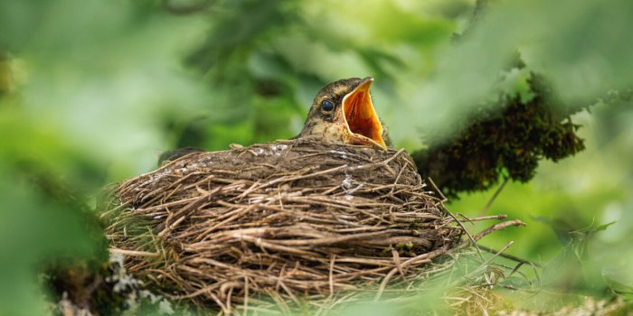 Jardin : les 7 astuces pour prot&eacute;ger les nids d'oiseaux des attaiqes de pr&eacute;tadeurs