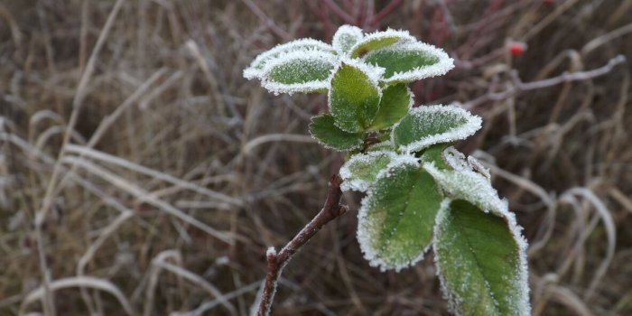 Froid : ces 10 plantes que vous pourrez garder dehors cet hiver 