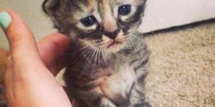 Voici Le Petit Chat Le Plus Triste Du Monde