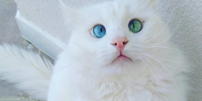 Ce Chat Aux Yeux Vairons Hypnotise La Toile