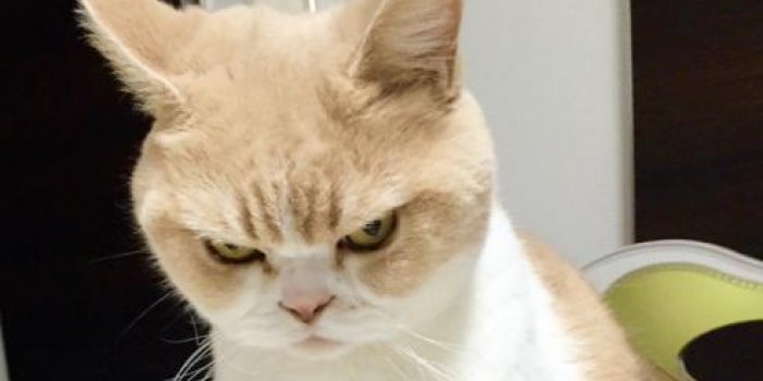 Oubliez Grumpy Cat Koyuki Est Le Nouveau Chat Grincheux Qui Fait Sensation Sur Le Web