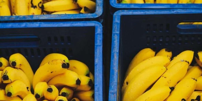 De la cocaïne dans les bananes : Des supermarchés font une étrange découverte dans leurs cartons