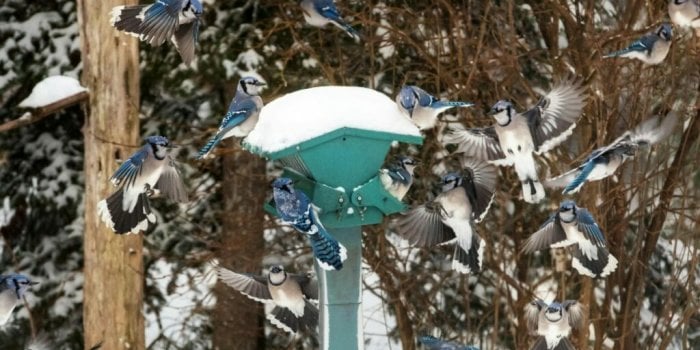 Hiver glacial en vue : Hérissons, oiseaux, rongeurs… Comment protéger nos petits voisins sauvages ?