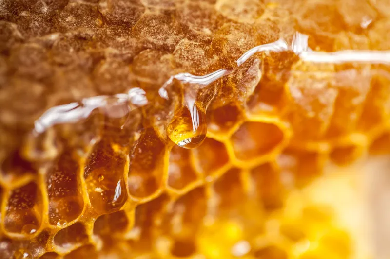 honeycomb and honey drops closeup honeycomb and honey drops closeup