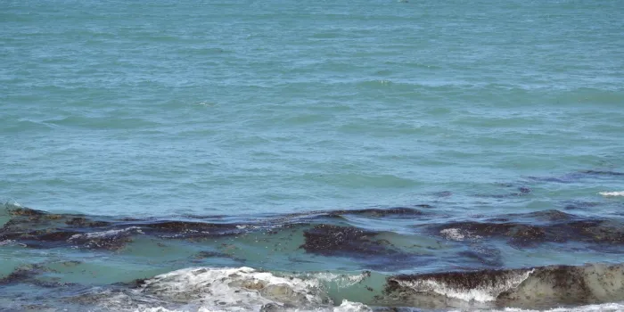 brown seaweed patches obscure the coastline brown seaweed patches obscure the coastline